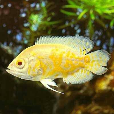 Oscar Lemon