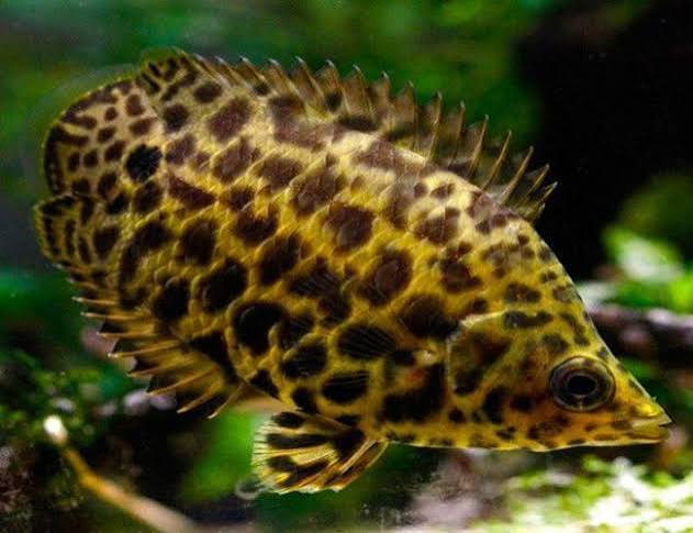 Leopard Ctenopoma