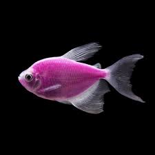 Purple Longfin Glow Tetra