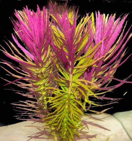 Limnophila Hippuridoides