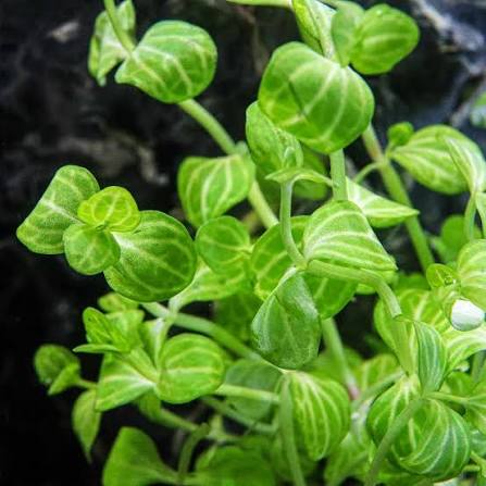 Lindernia Variegated