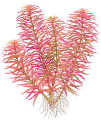 Limnophila Hippuridoides