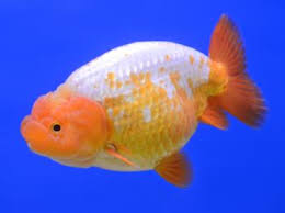 Mixed Lionshead Goldfish