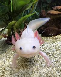 Lucy Axolotl