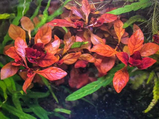 Ludwigia Red Skeleton