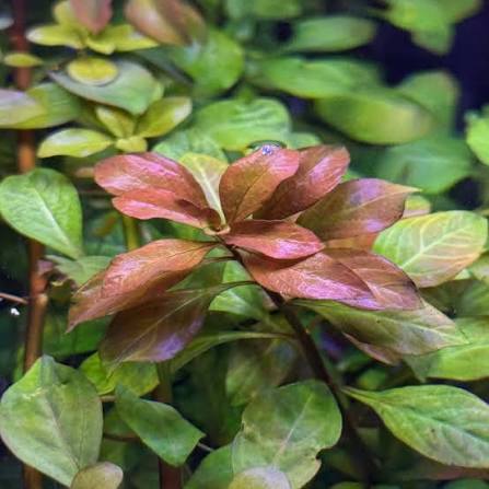 Ludwigia Dark Red