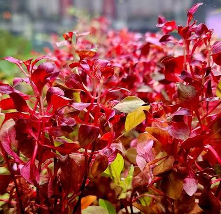 Ludwigia Super Red