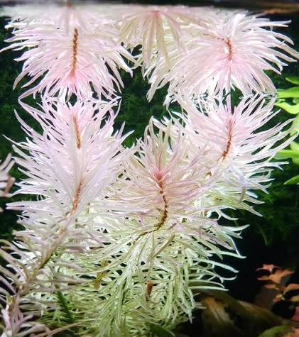 Ludwigia White