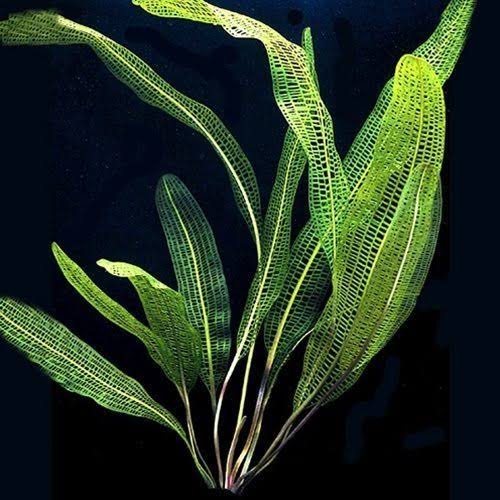 Apon. Madagascar Lace
