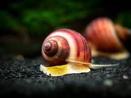 Magenta Mystery Snail