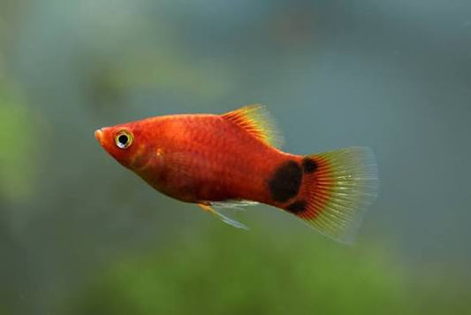 Platy Micky Mouse