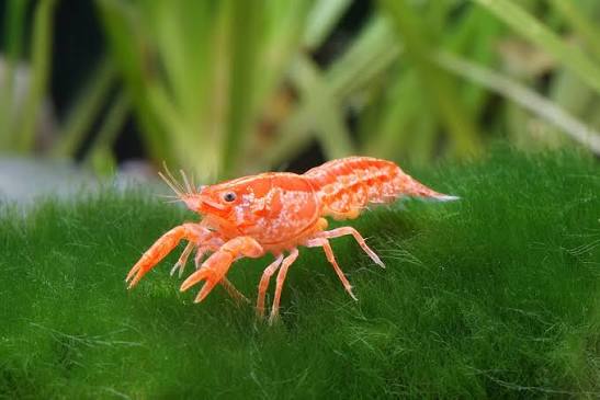 Mini Crawdad