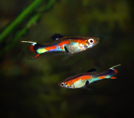 Endler Mixed M