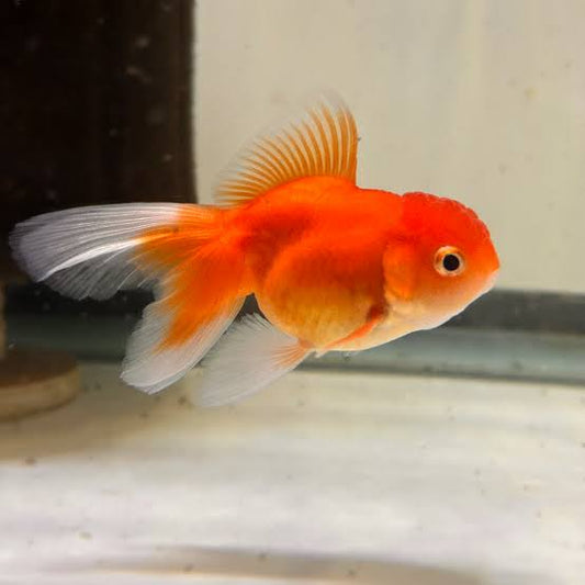 Oranda Mixed