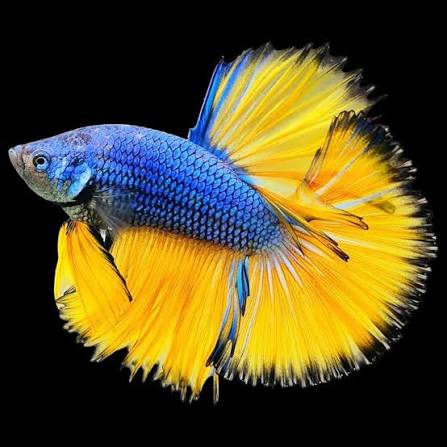 Betta Male Mustard Gas