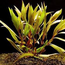 Narrow Leaf Temple