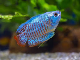 Dwarf Neon Blue Gourami