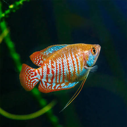 Neon Dwarf Gourami