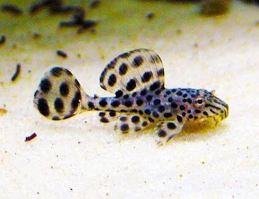 New Ranger Pleco
