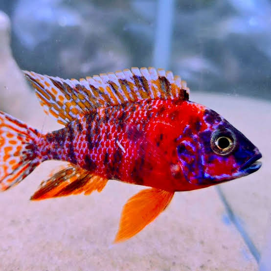 O.B. Peacock Cichlid