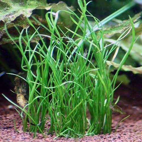 Octopus Plant