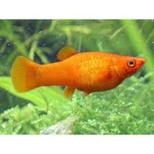 Orange Molly