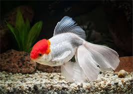Mixed Oranda Goldfish