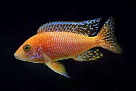 Red Orange Peacock Cichlid