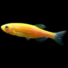 Orange Glow Danio