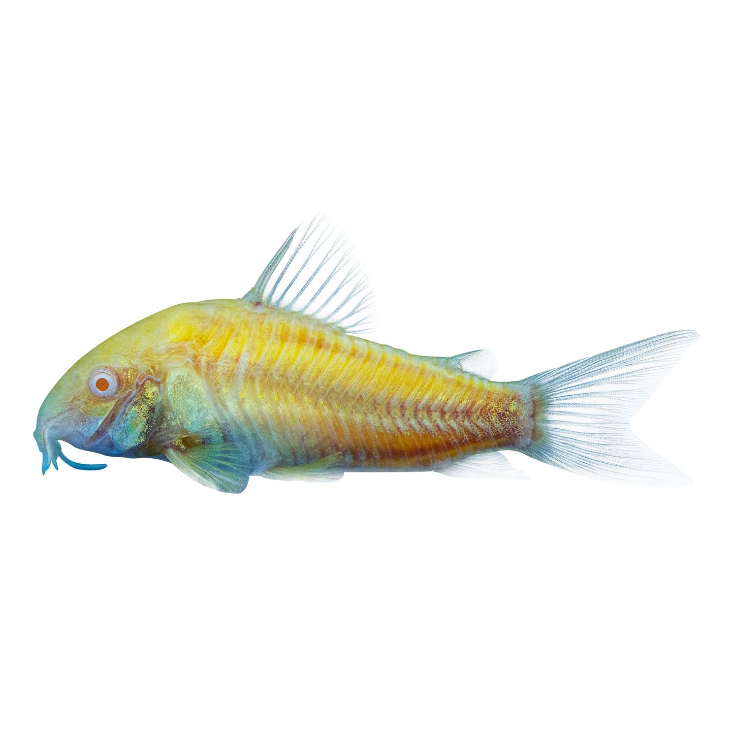 Orange Glow Cory