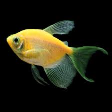 Orange Longfin Glow Tetra
