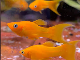 Molly Orange
