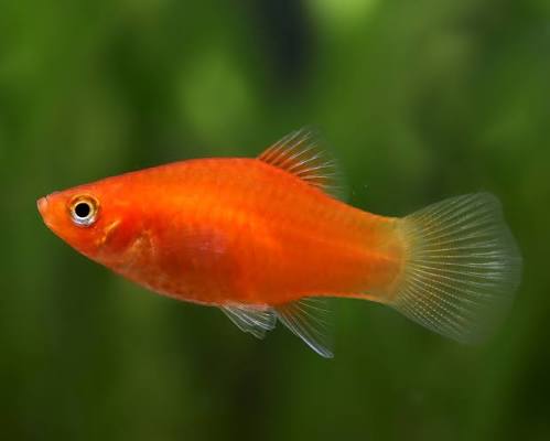 Platy Orange