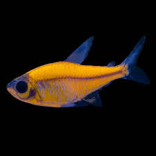 Orange Glow Pristella