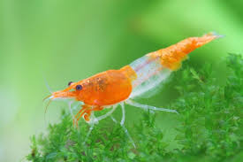 Orange Rili Neocaridina Shrimp