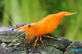 Orange Pumpkin Neocaridina Shrimp