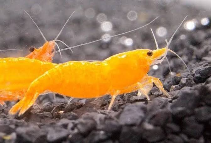 Orange Sunkist