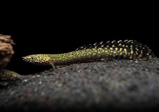 Ornate Bichir