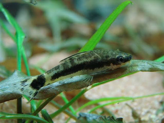 Otocinclus