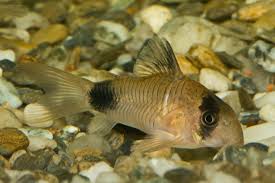 Panda Cory