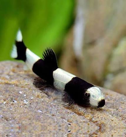Loach Panda