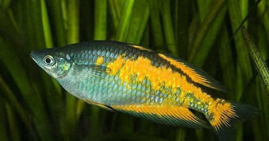 Parkinsons Rainbowfish