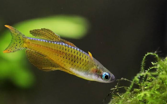 Paskai's Rainbowfish