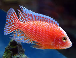 Mixed Peacock Cichlids