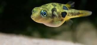 Pea Puffer
