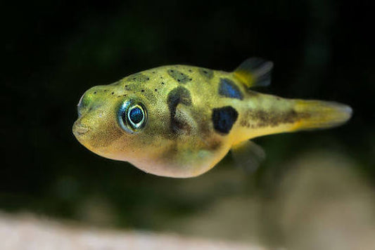 Puffer Pea