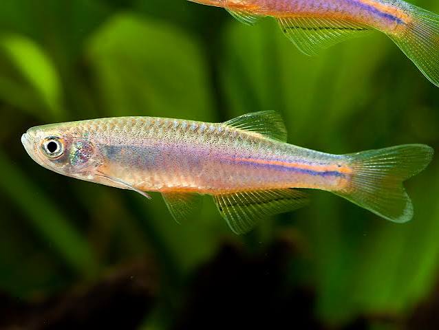 Danio Pearl