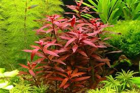 Ludwigia Peruensis