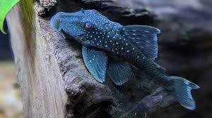 Blue Phantom Pleco