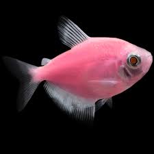 Pink Glow Tetra